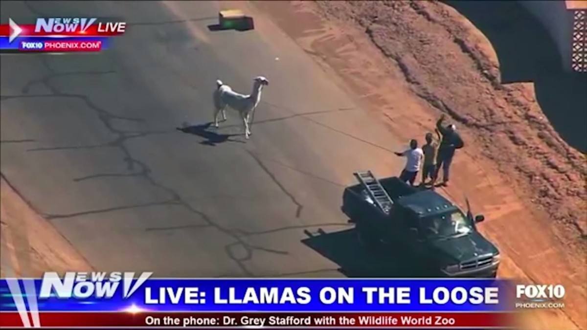 Mash-Up: Phish Slow 'Llama' & Sun City Llama Chase