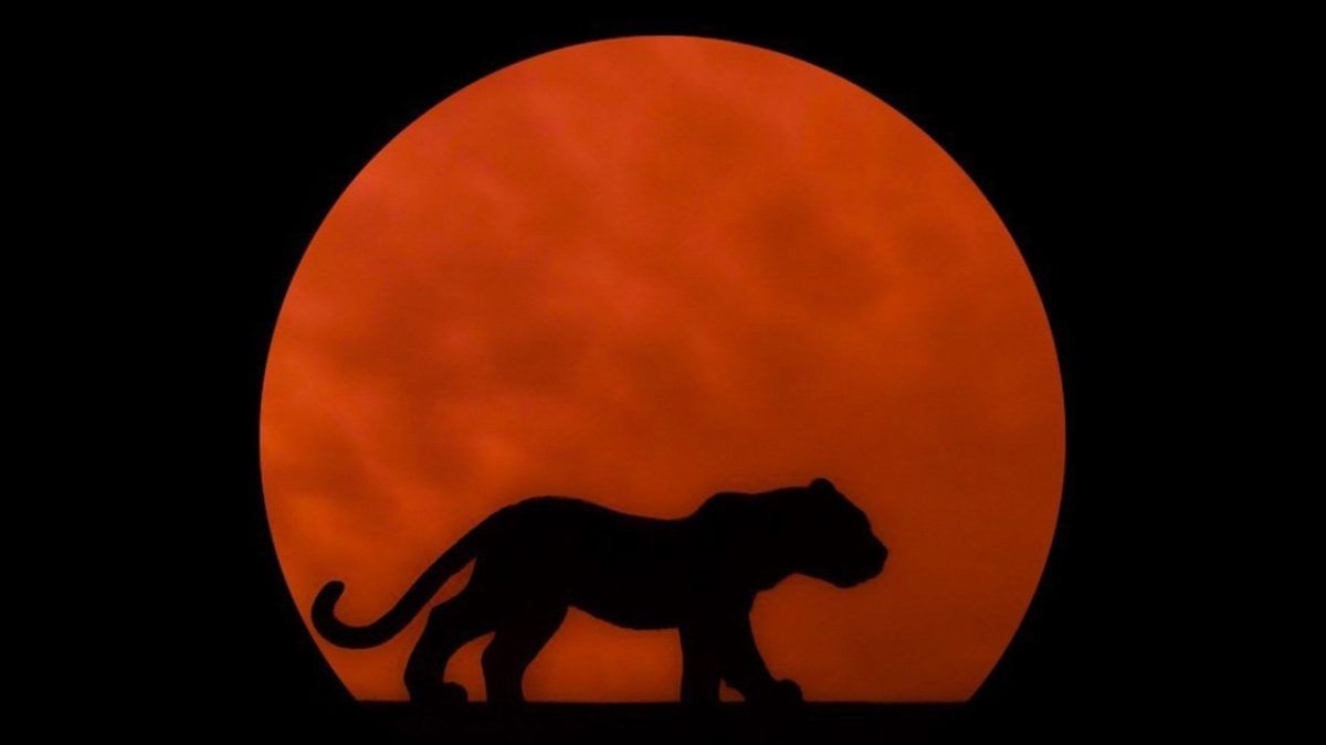 Spotted Tiger Releases Debut Album 'Cloud Year'