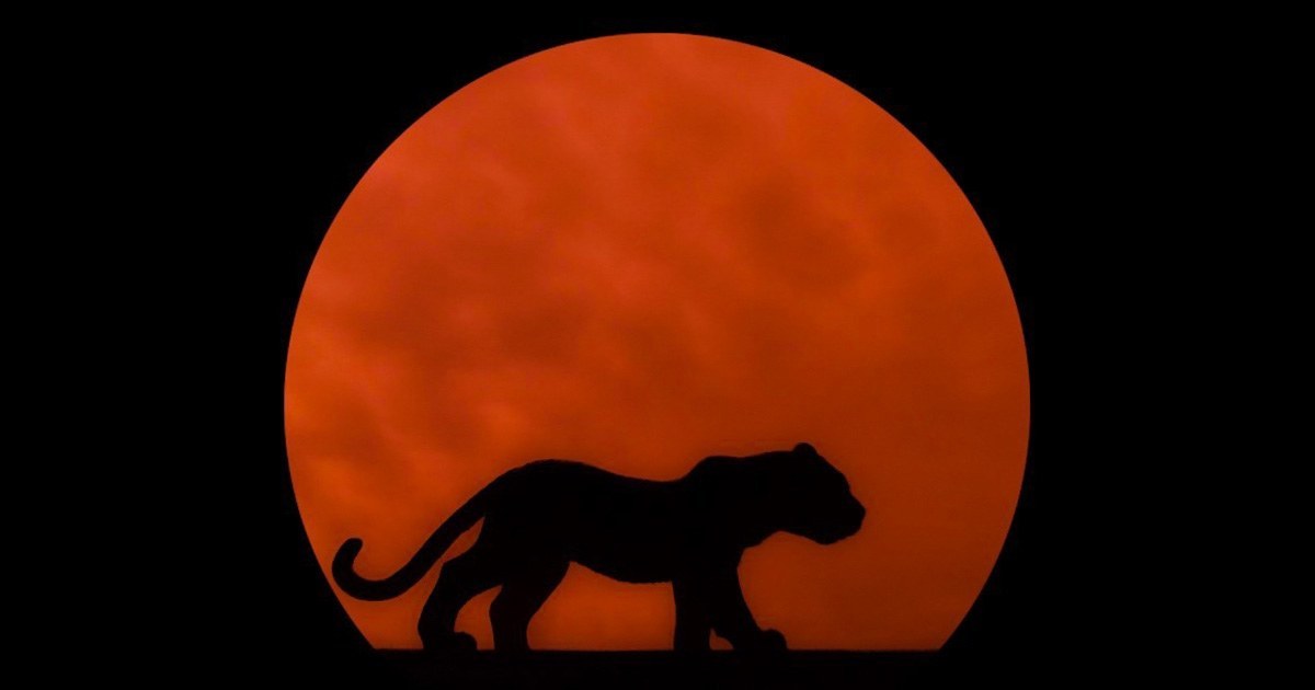 Spotted Tiger Logo