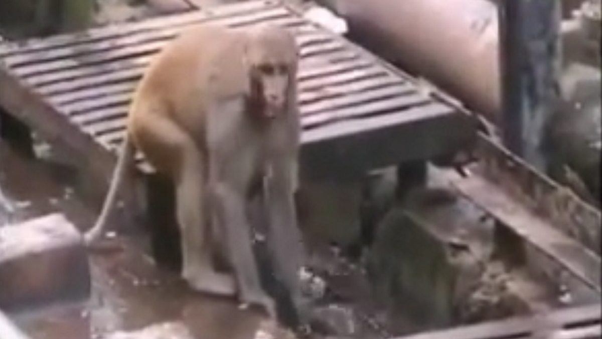 Video Explains The Story Behind Phish Classic 'Sleeping Monkey'