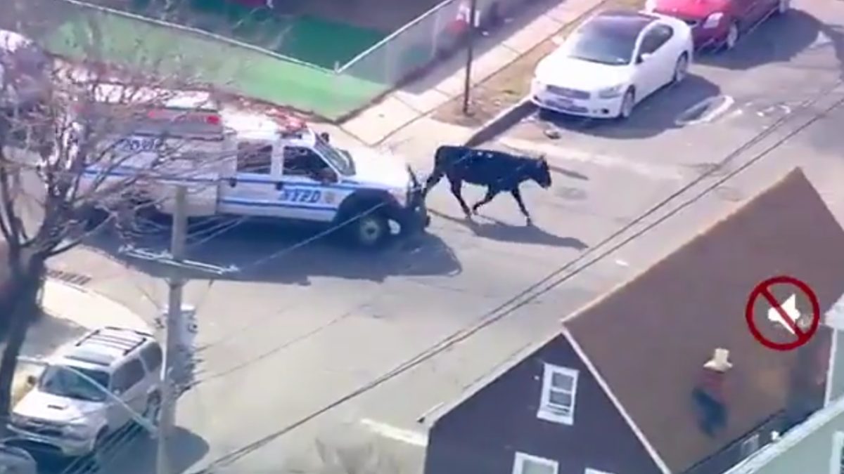 Fan Mashes Video Of Cow On The Loose In New York City With Phish Cow Funk Jam