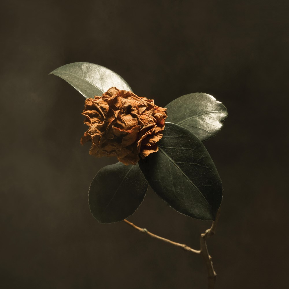 Young Sick Camellia Cover Art