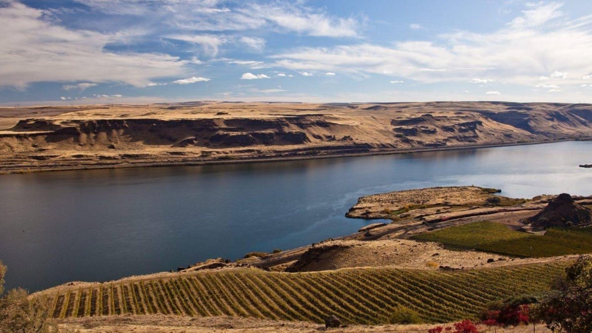 Nectar Lounge Announces Benefit For Victims Of Assault At Phish Show At The Gorge