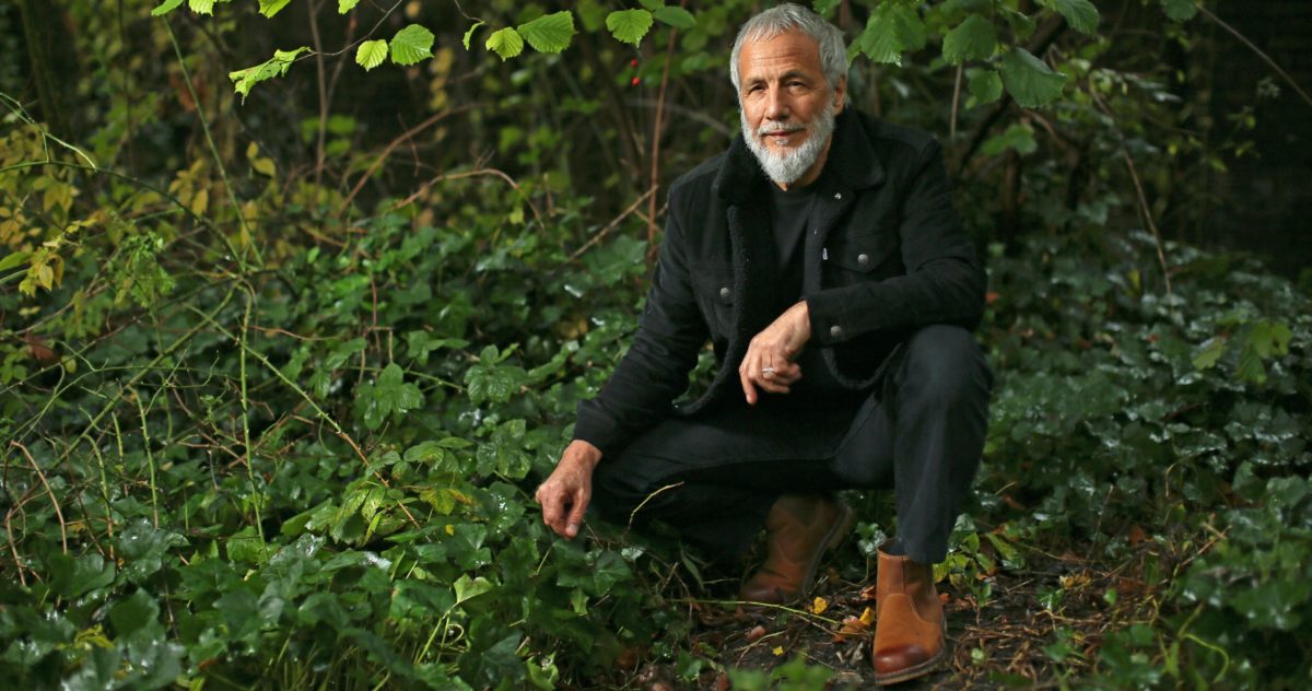 Yusuf/Cat Stevens Announces ‘Tea For Tillerman 2’ & Shares ‘Where Do