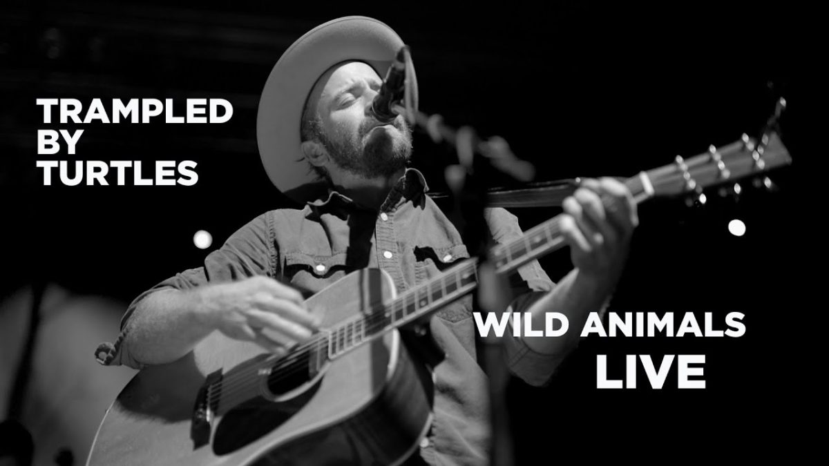 Trampled by Turtles — 'Wild Animals' (Live)