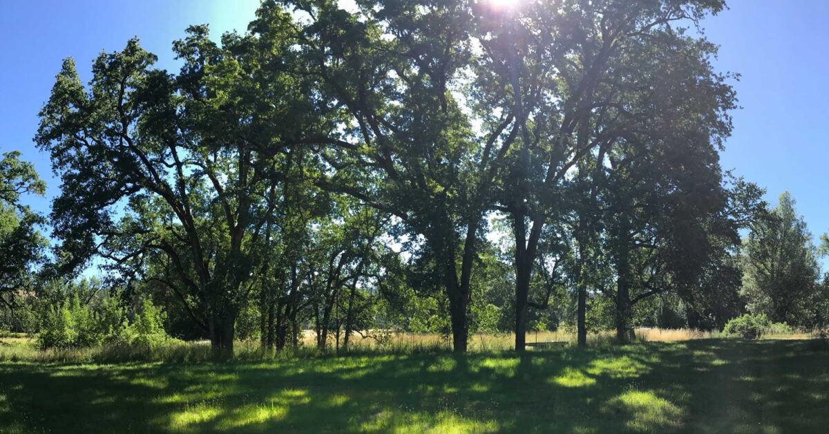 Black Oak Farm
