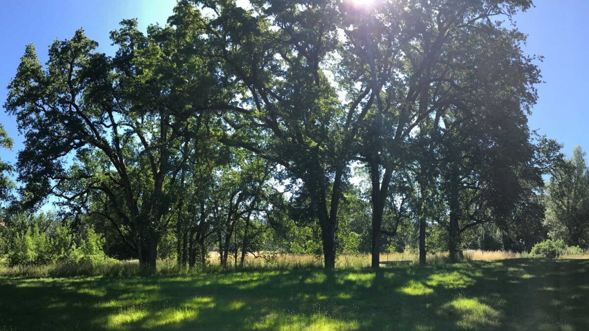 Hog Farm Hideaway Organizers Postpone 2021 Festival