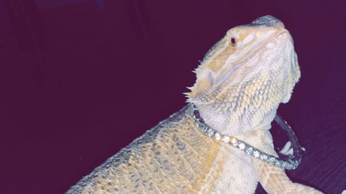 Dr. Lizard